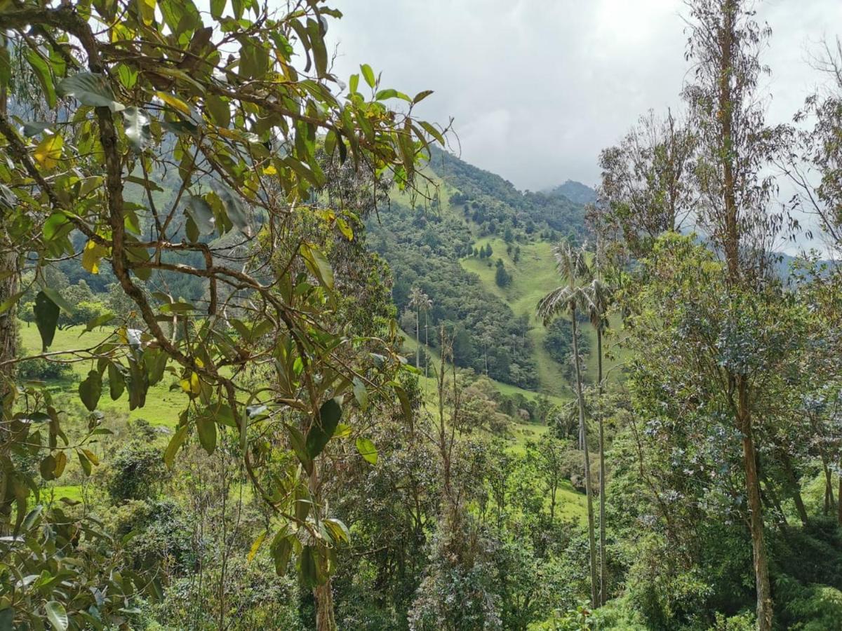 Cabanas Valle Del Cocora La Truchera 萨兰托 外观 照片