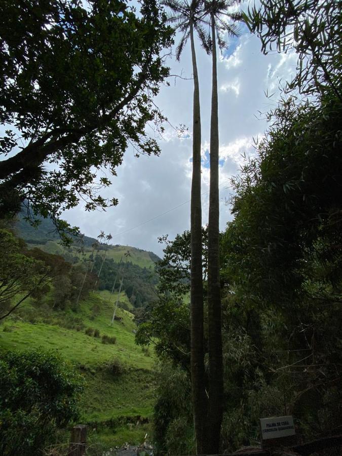 Cabanas Valle Del Cocora La Truchera 萨兰托 外观 照片